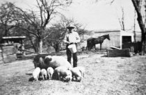 Farm work. Feeding pigs